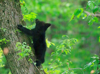 Black Bear Cubs