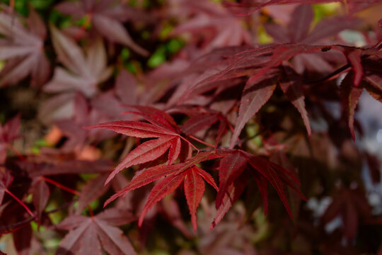 Red leaves of Acer palmatum Atropurpureum, known as Purple Japanese Maple
