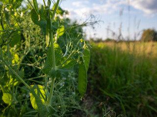 Obraz premium Fresh Pea Plant Growing Under Late Afternoon Sunlight in a Lush Garden Setting