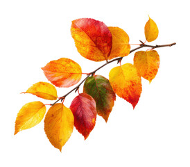 Obraz premium Autumn leaf colors nature vibrant season isolated on transparent background