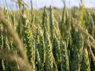 Wheat Field Ready for Harvest Under Clear Blue Sky During Late Afternoon Light