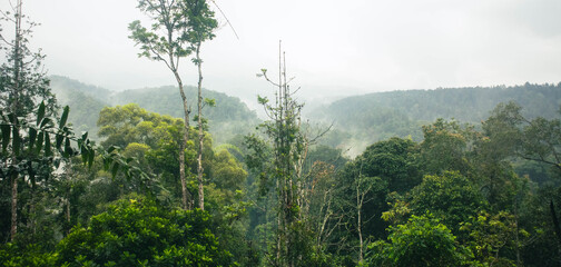 Obraz premium tropical forest on Situ Gunung Suspension Bridge, The Longest Suspension Bridge In Southeast Asia
