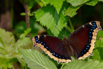 Mourning Cloak Butterfly
