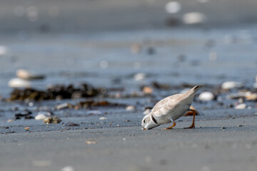 Piping plover hunting sand fleas
