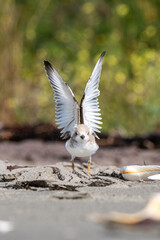 Juvenile piping plover stretching wings
