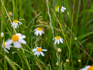 White Daisies Bloom Amidst Lush Green Grass in a Sunlit Meadow During Spring