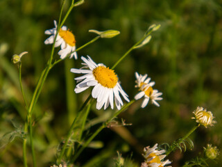 Obraz premium Beautiful White and Yellow Daisies Blooming in a Sunny Meadow During Springtime