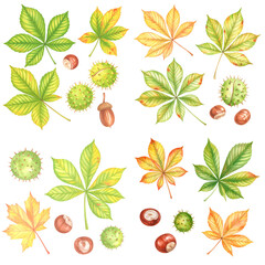 Watercolor chestnut leaves and nuts on transparent background