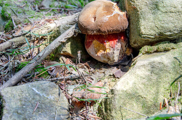 Grzyb pośr&oacute;d Kamieni &ndash; Opowieść Natury