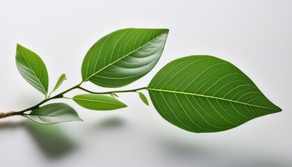 Obraz premium delicate branch with green leaves against a white background