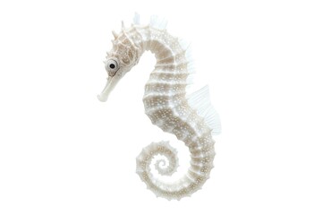 Fototapeta premium Close-up of a white seahorse with detailed fins and distinctive features.