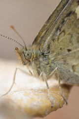 Obraz premium Extreme closeup on the head of a speckled wood butterfly, Pararge aegeria