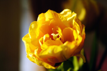 Yellow Flower in Macro View – Vibrant Petals and Natural Elegance in Soft Light