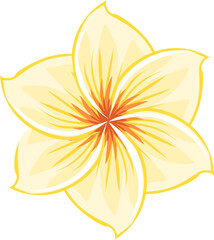 Creamy Yellow Plumeria Flower Illustration