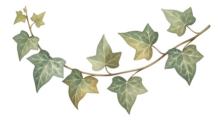 Green ivy branch with detailed leaves isolated on a transparent background for design and decoration purposes