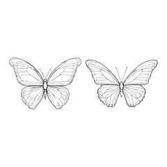 butterfly isolated on white