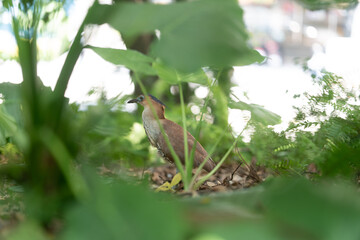 Malayan night heron (黑冠麻鷺)