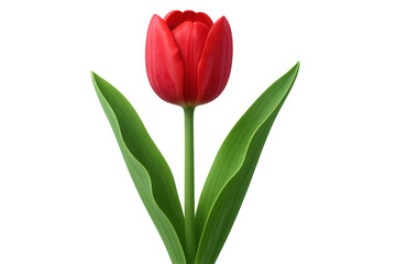 Fototapeta premium Red tulip blooming with green leaves on transparent background