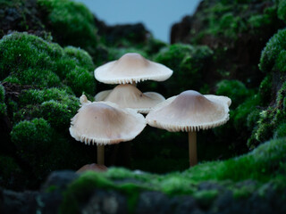 Fototapeta premium Stacked mushrooms on a mossy forest floor
