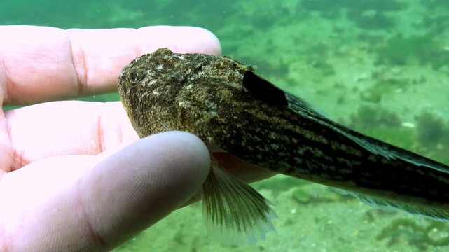 Atlantic stargazer Uranoscopus scaber, the most poisonous fish of the Black Sea, Gulf of Odessa