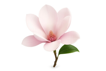 Blooming magnolia flower with transparent background for easy integration