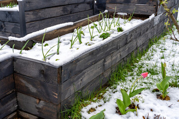 Contrast of seasons: Fresh snow blanketing dark wooden raised garden beds with young green plants...