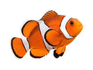 Vibrant orange and white clownfish swimming gracefully isolated on transparent background