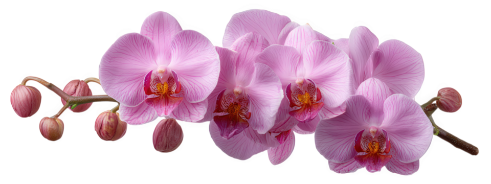 Pink orchid branch tropical flower delicate petals vibrant bloom exotic plant floral element nature elegant realistic botanical peaceful