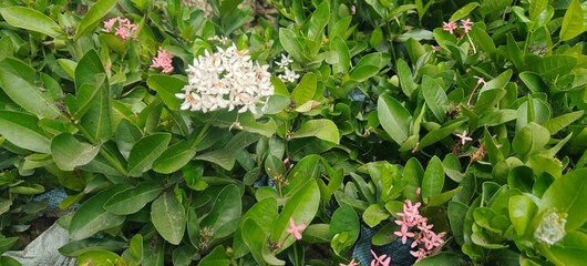 close up shot of Ixora Mini Dwarf White and pink flower.
