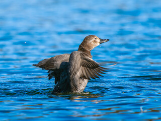 池で羽ばたくホシハジロ