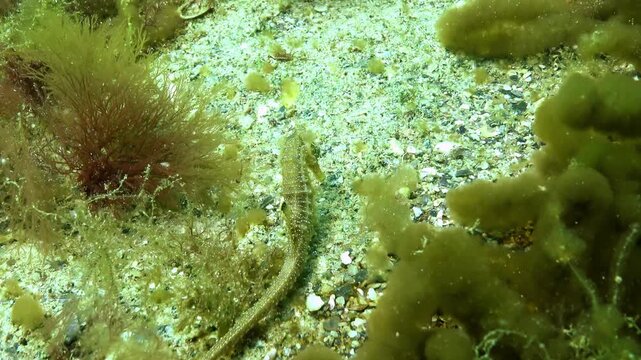 Long-snouted Seahorse Hippocampus hippocampus on the bottom among algae Ceramium rubrum looking for food in the Black Sea