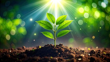 Hopeful beginning: A young plant growing under the radiant sunlight's grace