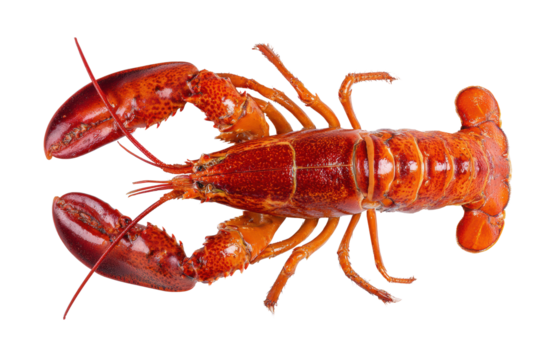 A large lobster is shown in all its glory, with its claws extended and its body fully visible. The bright orange color of the lobster is striking and eye-catching, making it a delicious