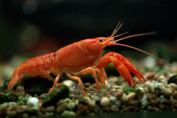 red swamp crayfish in the aquarium