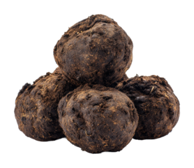 Nature action crafting organic seed balls in environment isolated on transparent background