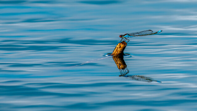Blaue Libelle mit roten Augen auf einem Stock