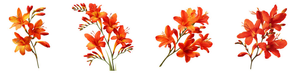 Set of montbretia flower isolated on transparent background.