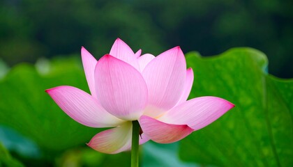 Obraz premium A delicate pink lotus flower