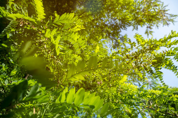 Fototapeta premium Birch branch with green leaves on a tree on a light background on a sunny day
