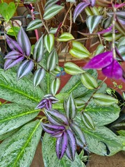 close up of a purple flower