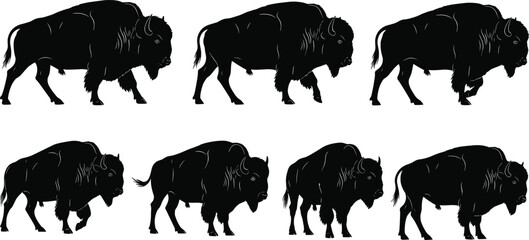 Naklejka premium Black bison vector illustration, American buffalo silhouette, wildlife animal set, grazing and walking poses, nature, wild mammal, outdoor wildlife, strong mammal icon