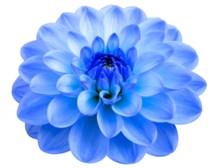 Macro Shot of Blue Flower in Full Bloom, Isolated on Transparent Background
