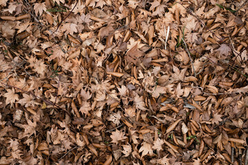 地面に積もった茶色い枯れ葉