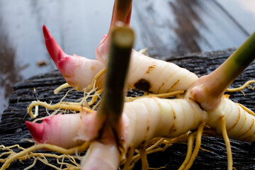 Galangal,herb,spices