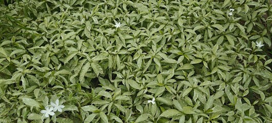 Close up shot of White Natural Mini Tagar Plant in the garden.