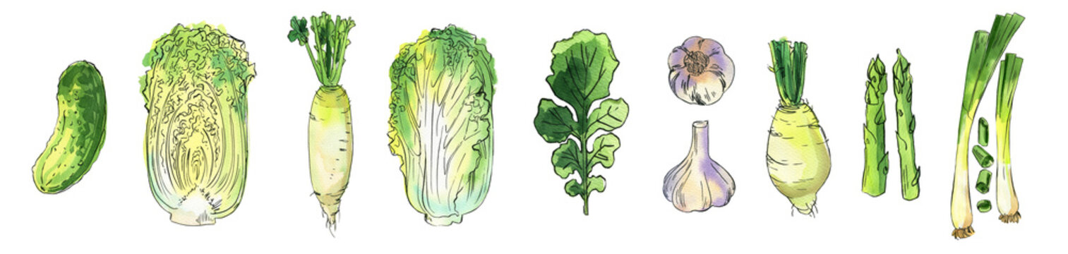 Chinese cabbage. Vegetable. Watercolor illustration of food on a white background. Color and ink	