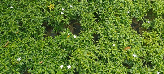 Close up shot of White Natural Mini Tagar Plant in the garden.