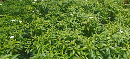 Close up shot of White Natural Mini Tagar Plant in the garden.