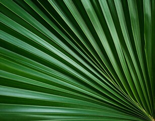 Obraz premium Close-up of vibrant green palm frond (2)