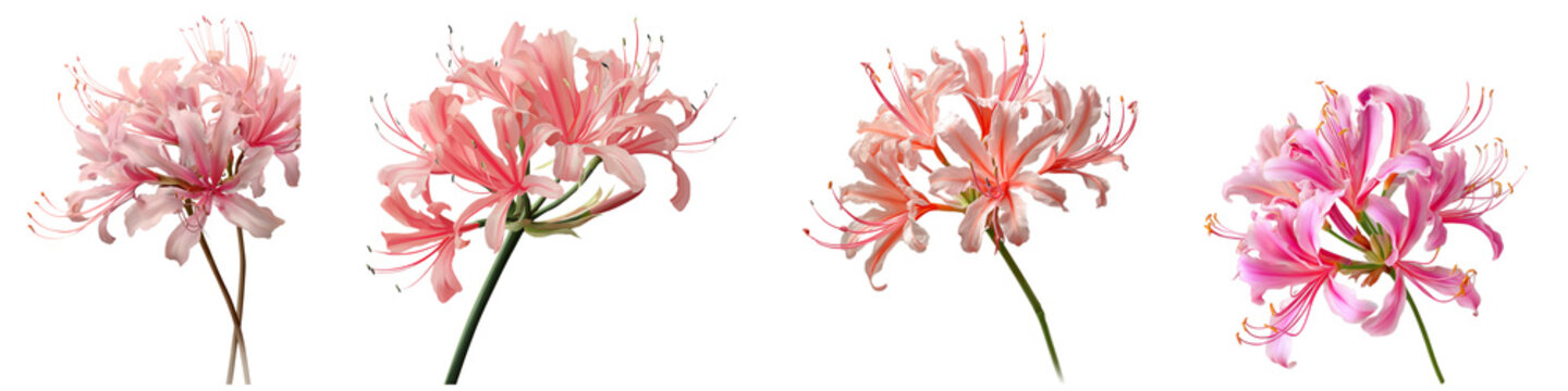 Set of nerine flower isolated on transparent background.